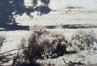 Vtg STEPHEN WILLARD Orig Photograph #1145 Joshua Trees Mountain Desert 9.5x11.25 — photo 5