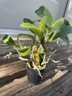 Cattleya Motte Spots ‘Paradise’ Orchid – Healthy Established – Free Shipping