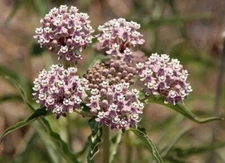 Asclepias fascicularis | Mexican Whorled Narrow Leaf Milkweed | 50_Seeds