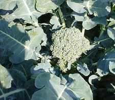 Broccoli Deciccio Italian Sprouting 1,000 seeds