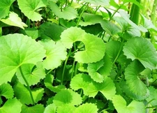 Organic Gotu Kola Seeds 400 Non Gmo Centella Asiatica Medicinal Herb Plant Seed