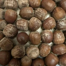 50 Huge Bur Oak Acorns FRESH NOV 2025 Float tested wildlife, planting, crafts