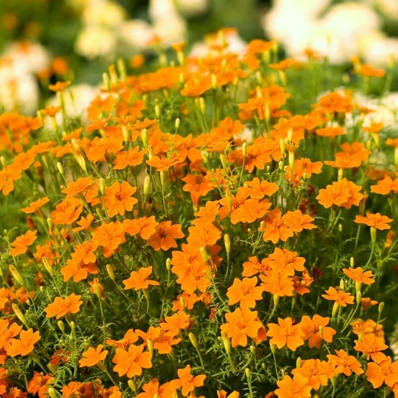 MARIGOLD TAGETES ORANGE GEM 4000 FINEST SEEDS - BULK