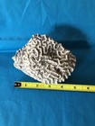 Brain Coral Natural Sea Life — photo 5