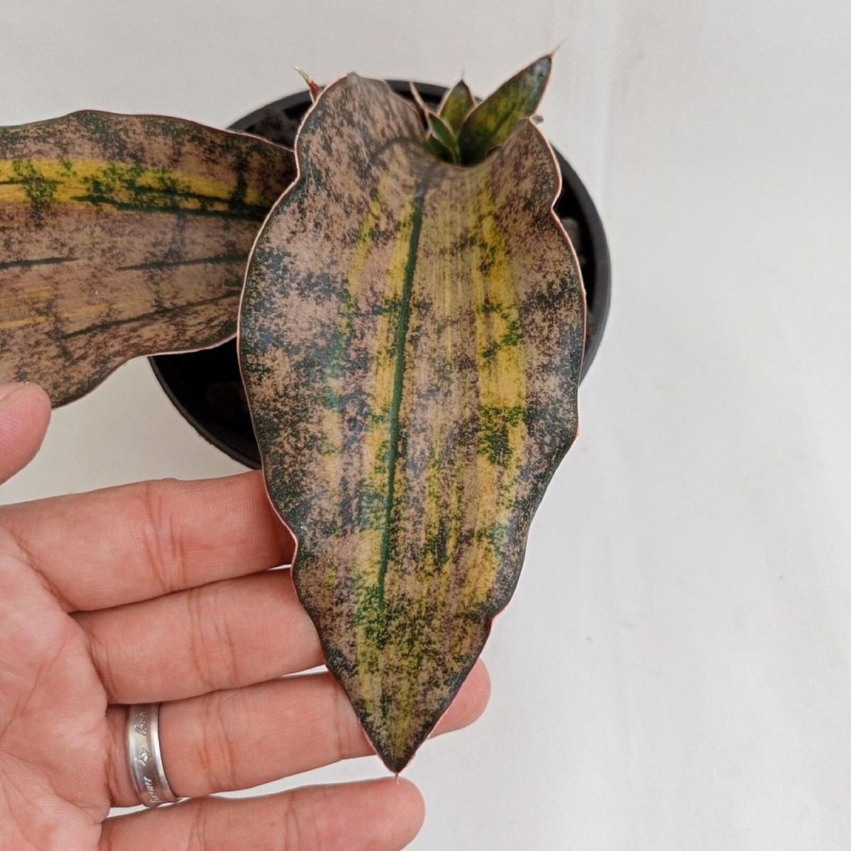 Sansevieria Kirkii Brown Variegated Rare Uniqe Snake Plant | eBay
