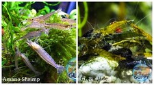  COMBO 10 1 Amano  10 1 Green Jade Freshwater Neocaridina Aquarium Shrimp