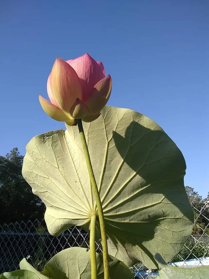 1 Tubérculo Rosa Bonita Princesa Payton Loto - Sin Estanque - ¡Sin Prob! Envío gratis Foto 2 de 4