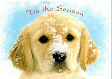 SNOW DOG TIS THE SEASON Christmas Greeting Card w/ Envelope MG76