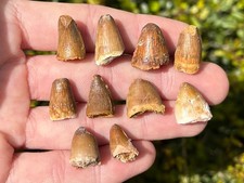 Fossil Crocodile Tooth 1 PER PURCHASE Morocco Cretaceous Dinosaur Tooth Kem Kem