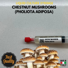 Cultura Liquida Fungo Chestnut  - Pholiota adiposa - Micelio Professionale