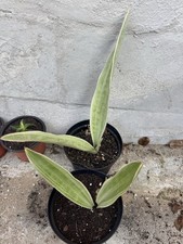 Sansevieria Metallica Siam Silver, Snake Plant, Sanseviera Sayuri