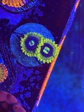 CB Rainbow Yoda Zoa WYSIWYG Live coral frag lps sps