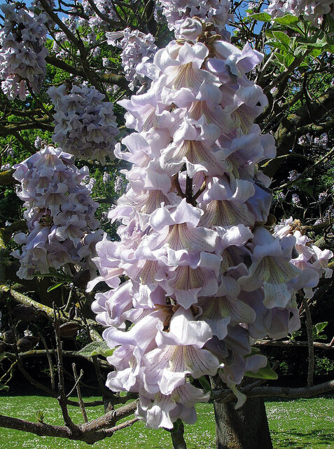 Paulownia Fortunei 200+ Seeds, Edible Flowering Princess Fodder