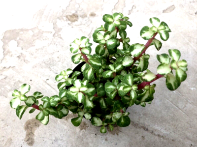 philodendron cordatum Philodendron Cordatum | Heartleaf Vining Houseplant