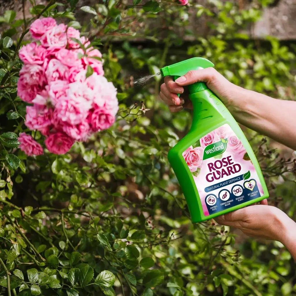 Westland Rose Guard Gardening Natural Rose Guard 800ml Spray RTU - Image 4