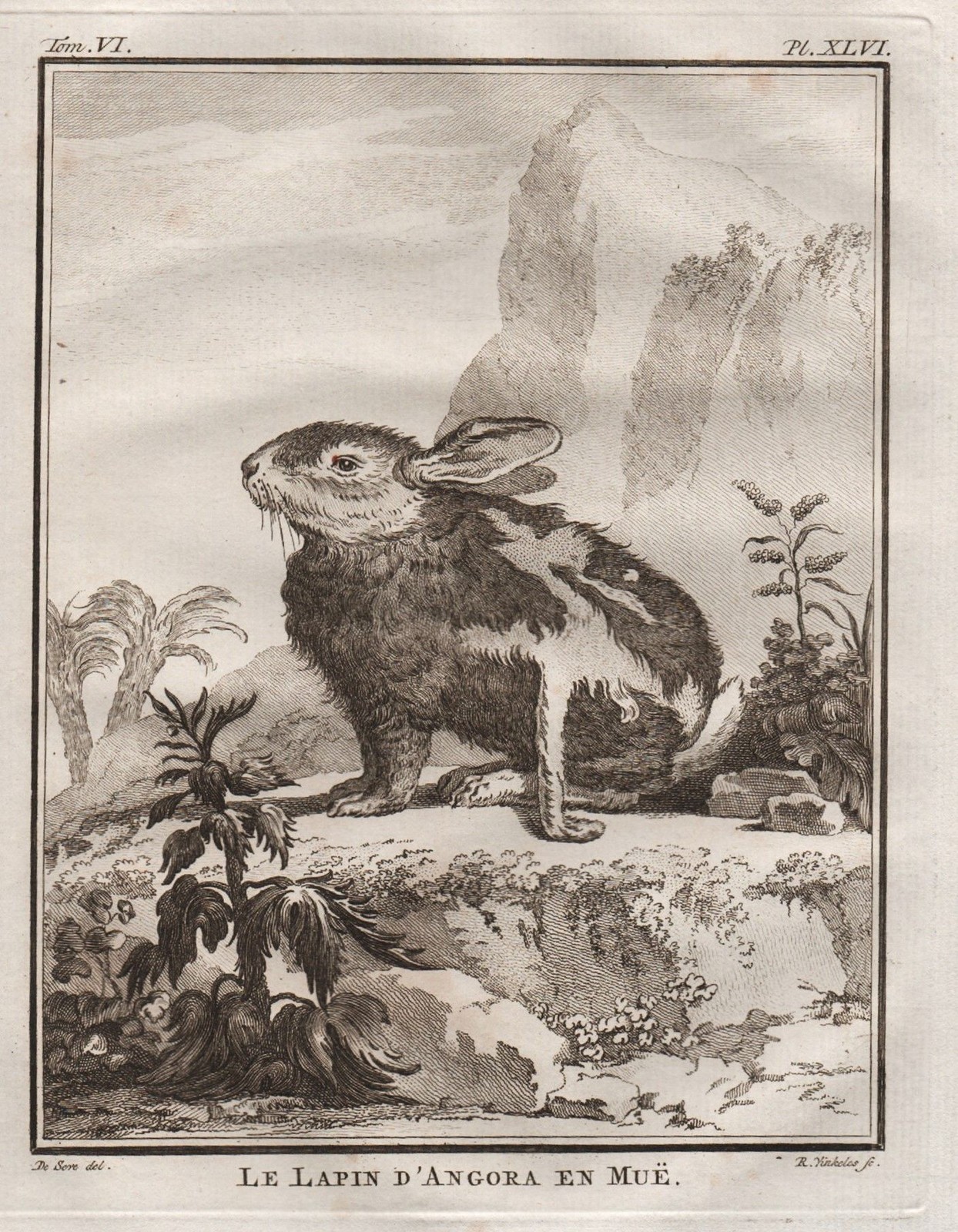 Conejo De Angora Grabado De Animales Kupferstich Buffon 1780