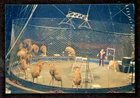 Vintage Photograph Group of Lions Doing Tricks at Circus #2