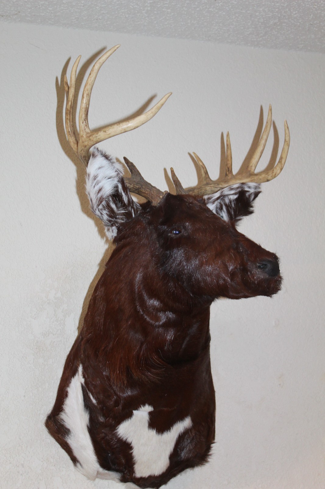 Fantasy Whitetail Deer Holstein Cow Head Shoulder Mount Taxidermy OOAK Novelty