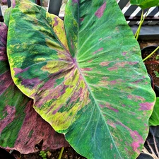 Colocasia Live Bulb Tujinda Tuber New Hybrid Free Phytosanitary Certificate