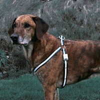 Hunde Safer Life Flash Geschirr Blinkgeschirr Sicherheitsgeschirr GrößE L 60-90