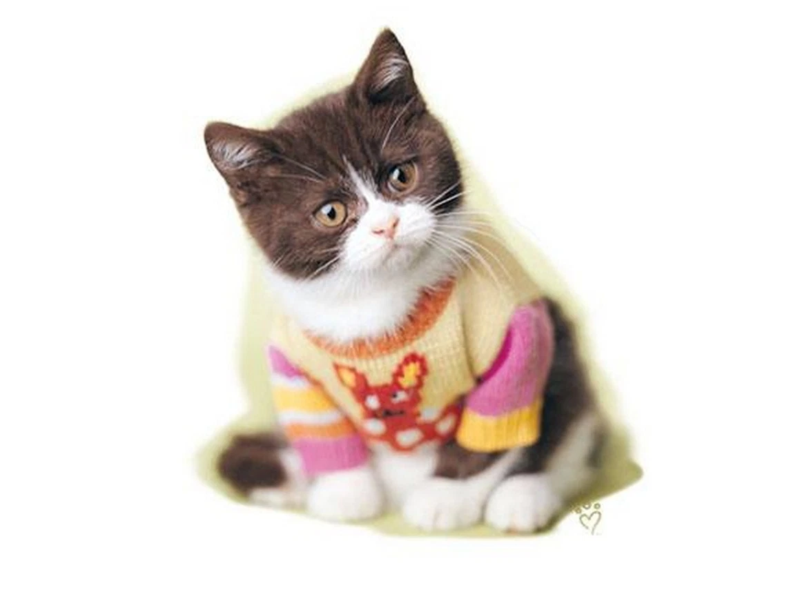 Kittens in sweaters sale