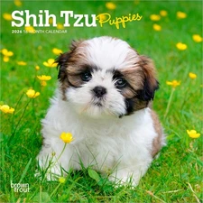 Shih Tzu Puppies | 2026 7x14" (Hanging) Monthly Mini Wall Calendar