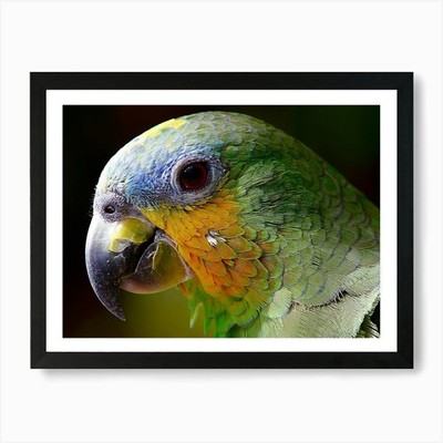 Papagei Kunstdruck gerahmt Wandbild Poster Leinwanddruck Bild