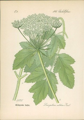 Chromolithographie : Glänzende Laser. Glänzendes Laserkraut. Laserpitium nitidum