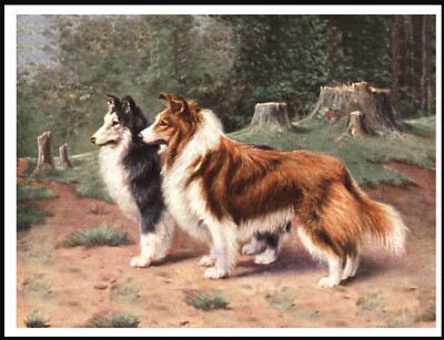 SHETLAND SHEEPDOG SHELTIE TWO DOGS LOVELY VINTAGE STYLE DOG ART PRINT POSTER