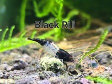 10 2 Black Rili Shrimp HIGH Grade Neocaridina Freshwater Shrimp Tank live