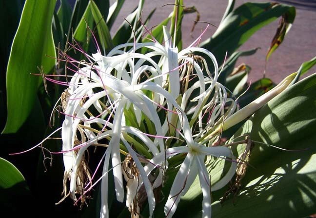 3X Crinum Powellii Rosea Bulbs Pink Spider Lily Garden Giant Size 3X Crinum Powellii Rosea Bulbs Pink Spider Lily Garden Giant Size