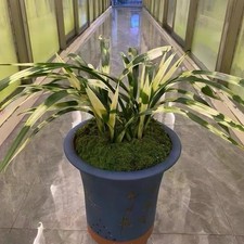 Cymbidium sinense  Da Tang Jiang Shan  Rare Tiger Variegated Chinese Orchid