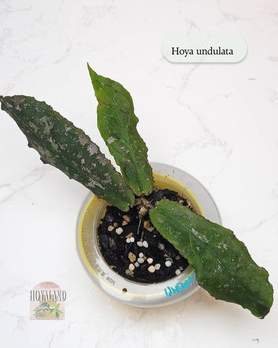 Hoya undulata | Wavy Leaf Hoya | Rare Borneo Species | Hoyaland A ☘️ - Picture 4 of 5