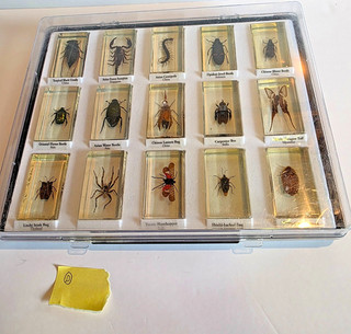 National Geogrpahic insect specimens in resin x 15 in display case.