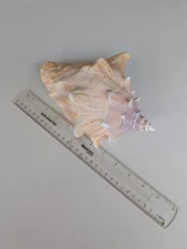Queen Conch 8.75 inches