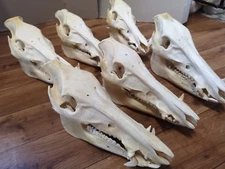 Real XXL wild boar sow boar skull bone taxidermy trophy LARP great price