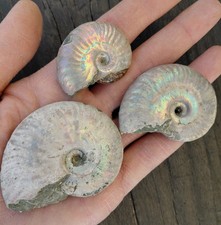 Lotto 3 AMMONITI IRRIDESCENTI - Fossili Ailoceras Sp. - Cretaceo - (F75)