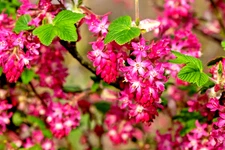 red flowering currant 500 seeds, tasty edible berries ribes sanguineum
