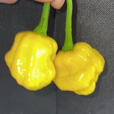 [KS LEMON STARRBURST]  PEPPER SEEDS FREE SHIPPING!