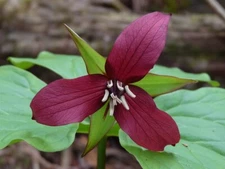 2 Wild Woodland RED TRILLIUM Native plant~Woodland gardens