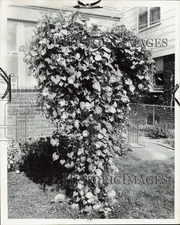 1956 Press Photo Morning Glory plant growing in the backyard - afa65691