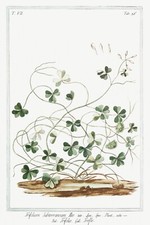 13739.Decor Poster.Room floral design.Garden plant.Botanical art.Clover Flowers