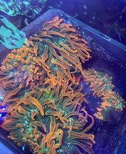 Rainbow Bubble Tip Anenome. Live Coral.  3” to “5 inches. Read Description. Sale