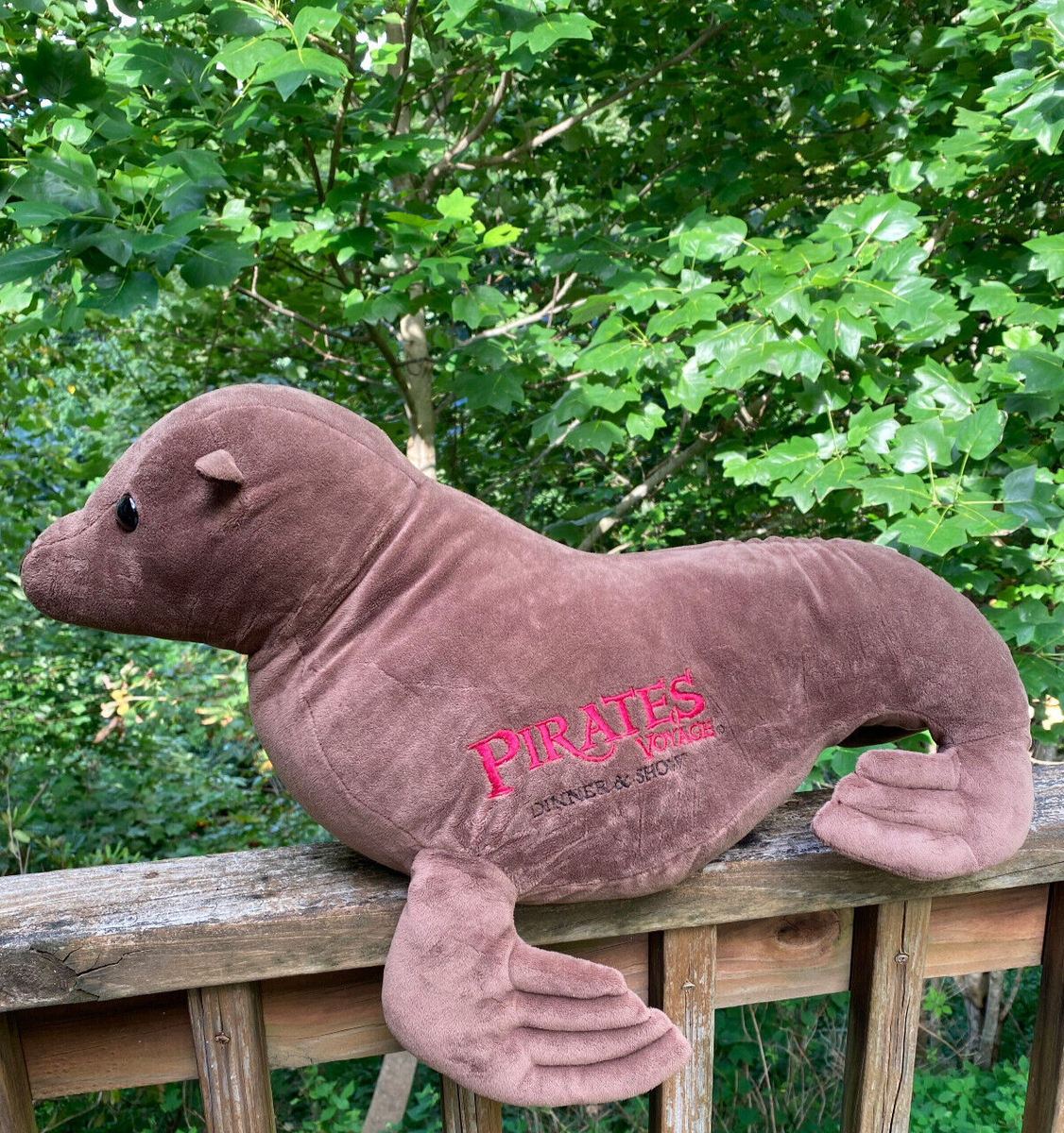 Seal Sea Lion 20