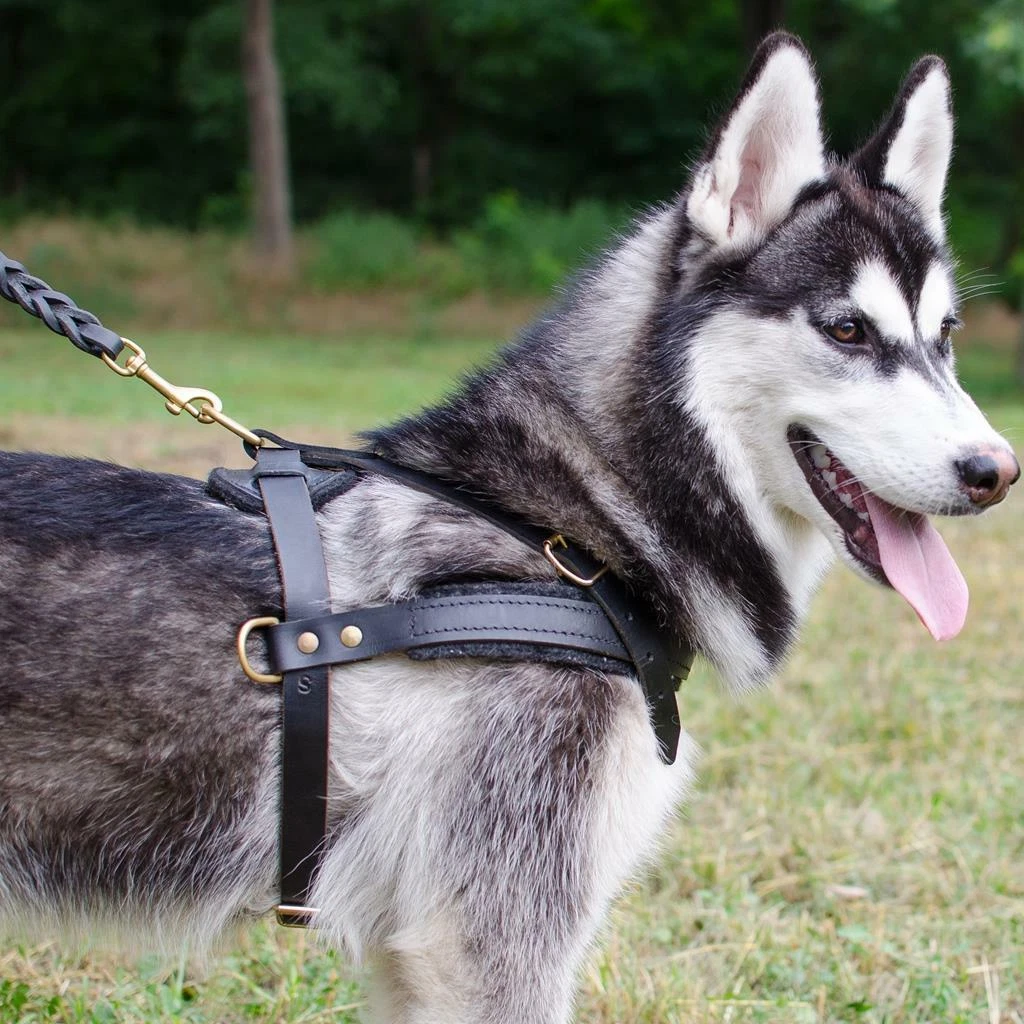 Good harness cheap for husky