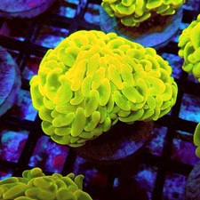 WYSIWYG - Euphyllia Cannary Yellow Hammer Australia 