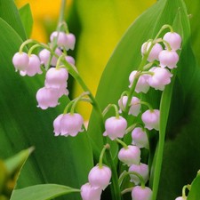 Pink Lily of The Valley Bare Root - Rare Convallaria Rosea Fragrant Perennials