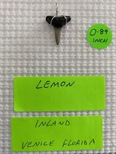 FOSSILIZED 0.89 INCH WIRE WRAPPED LEMON SHARK TOOTH PENDANT