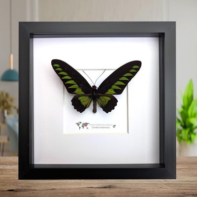 Gerahmter Rajah Brooke's Vogelflügel Schmetterling: schwarz & grün Dekor (8'' x 8'')