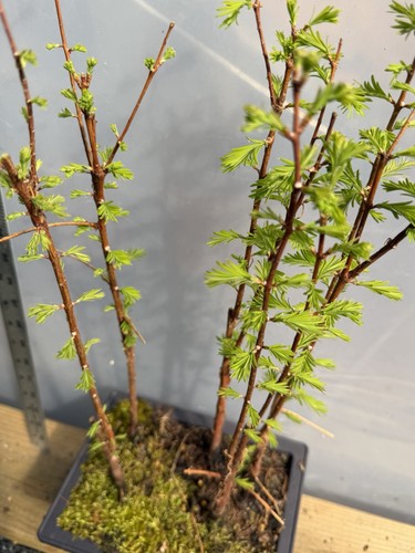 5 Dawn Redwood  - Bonsai - Forest Planting - Picture 2 of 6